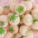  Šumske jagode i jagode WHITE PINEAPPLE STRAWBERRY PINEBERRY VERY SWEET FRIGO SADNICE JAGODA 10 KOM KLASE A sadnice golog korijena 15-30 cm