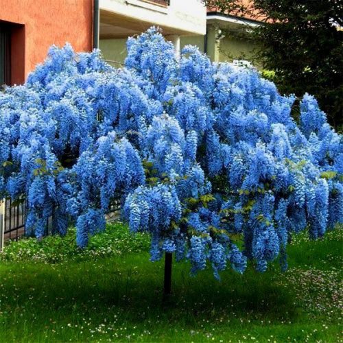  BLUE DWARF WISTERIA BLUE MOON VELIKE SJEMNICE