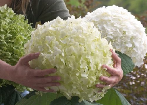  Bijele hortenzije, sadnice u posudi od 2-3 litre, 30-40 cm