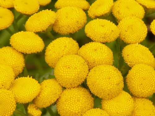  Tansy 5 kom - tanacetum vulgare sadnica