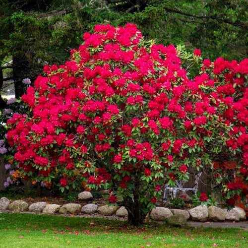  Rhododendron Baden-Baden TAMNOCRVENI AKCENT U VRTU