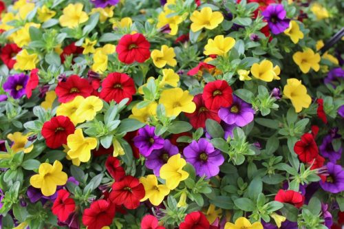  Paket Surfinia 4x Surfinia Petunia Calibrachoa Million Bells