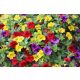  Paket Surfinia 4x Surfinia Petunia Calibrachoa Million Bells