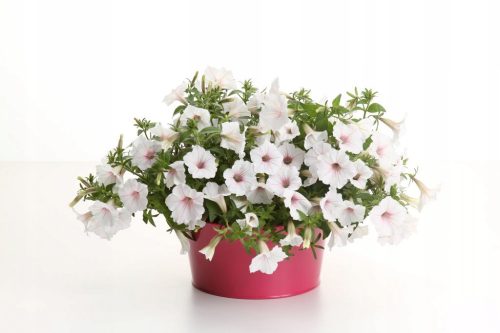  Petunije Supertunia VISTA SILVERBERRY P7 - 6 kom