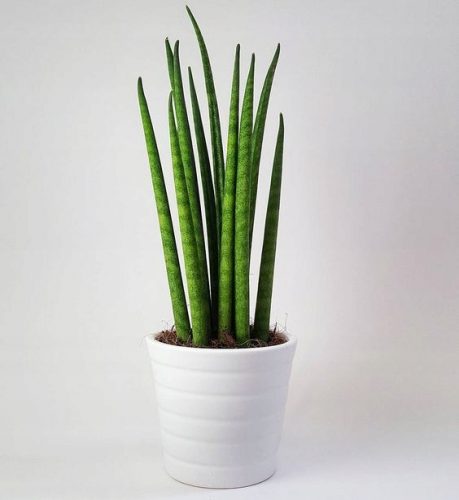  Sadnica Sansevieria Cylindrica u posudi od 0,5-1l