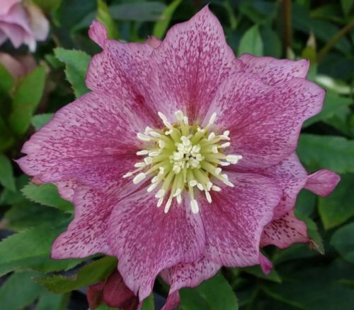  ISTOČNI HELLEBORE DOUBLE DARK PINK - sadnice u posudama