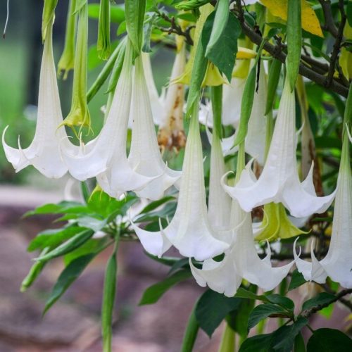  Brugmansia sanguinea datura BIJELI ANĐEO TRUBI