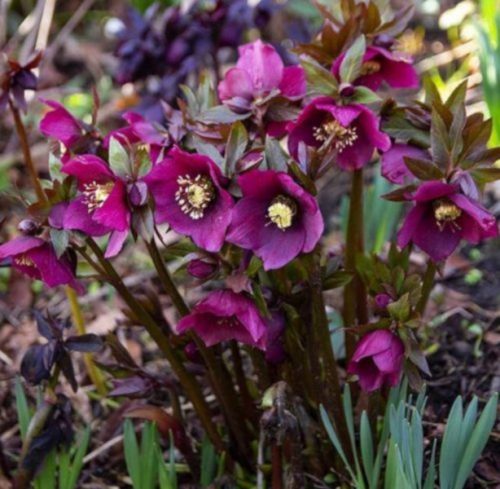  ISTOČNI HELLEBORE PRETTY ELLEN RED - sadnice u posudama