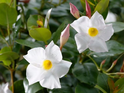  Mandevilla Sundaville Dipladenia Rio White sadnica