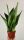  Sansevieria Sansevieria Moonshine 30 cm