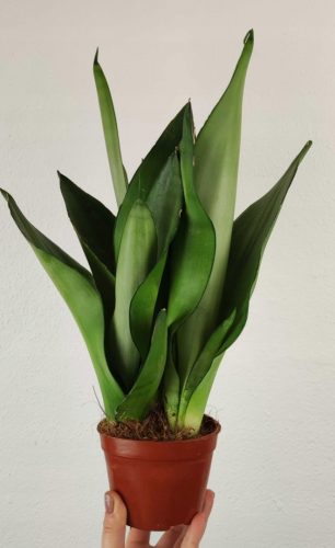  Sansevieria Sansevieria Moonshine 30 cm