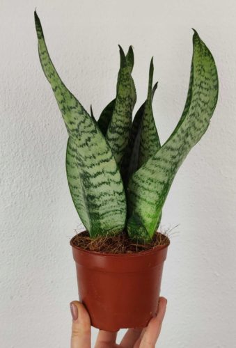  Sansevieria Zeylanica Sansevieria Snake 30 cm