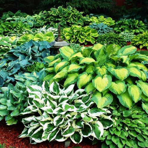  Hosta Funkia sadnice Colored Mix 5 kom