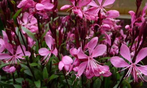  Gaura trajnica cvate cijelo ljeto, oluja cvijeća, sadnica prezimi