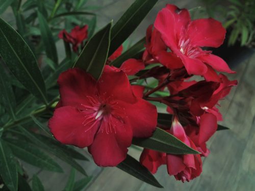  OLEANDER crveni puni GEANT DES BATAILLES cvjetna sadnica