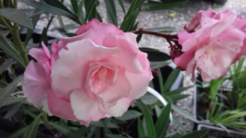  OLEANDER pink full ROSARIO ukorijenjena sadnica za cvatnju