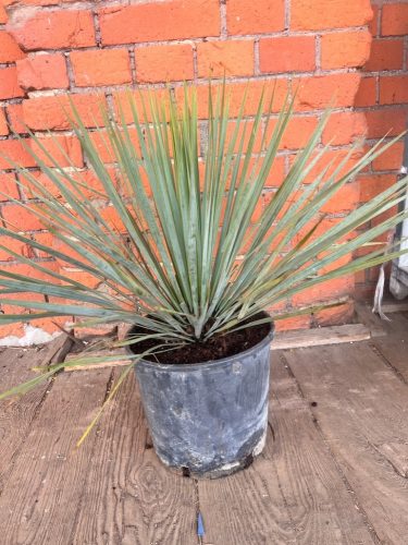  Yucca rostrata Idealna biljka za balkon ili terasu