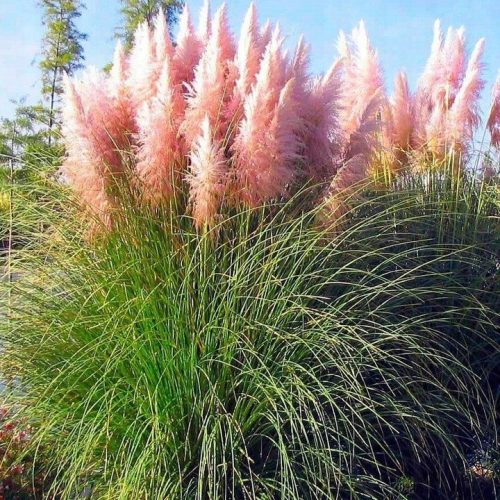  Lijepa ružičasta pampas trava Cortaderia Selloana Dense Large u loncu od 14 cm