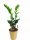  Zamioculcas Zamioculcas sadnica u posudi do 0,5 l