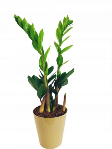  Zamioculcas Zamioculcas sadnica u posudi do 0,5 l