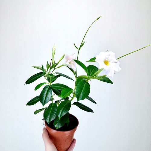  Mandevilla Sundaville Dipladenia Grand White