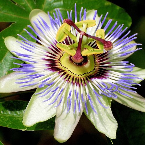  Passiflora BLUE PASSION FLOWER unikat NAJLJEPŠA PUZAVICA sadnica