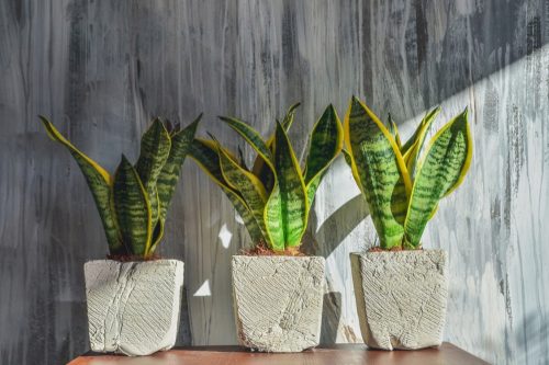  Sadnica Sansevieria Superba u posudi od 1-2 litre