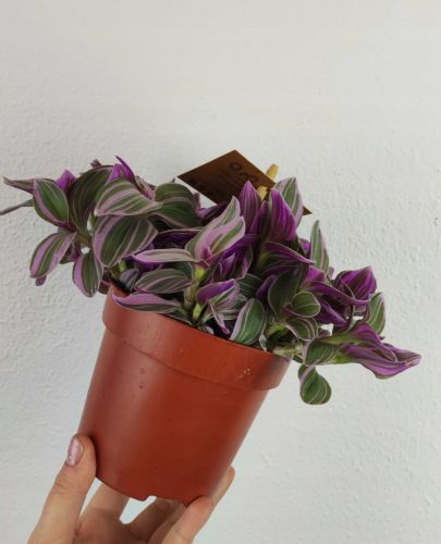  Tradescantia Slatkoća