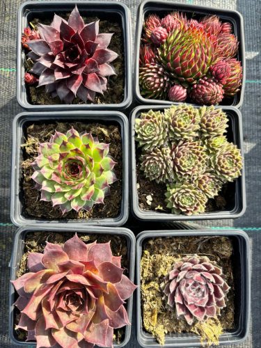  Rojniki Sempervivum Mix 6 komada!