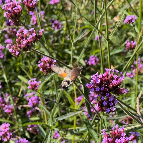  Patagonska verbena (Verbena Bonariensis) Velika posuda za sadnice P13