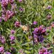  Patagonska verbena (Verbena Bonariensis) Velika posuda za sadnice P13