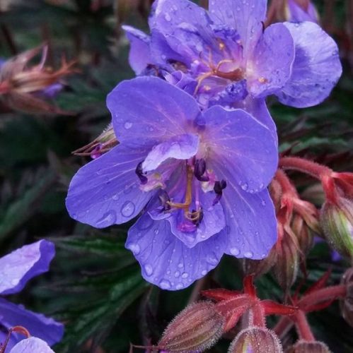  Geranium STORM CLOUD, tamni listovi, sadnica 2L