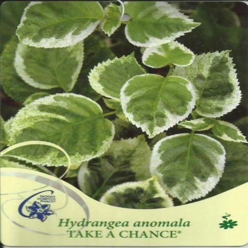  Hortenzija penjačica RISKIRAJTE Hydrangea anomala