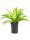  Dracaena limelight 45cm u hidroponskom umetku 15/19 svijetlo zelena hidro dracaena