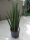  Sansevieria spikes hidroponija 40 cm 13/12 sansevieria u hidroponiji