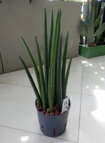  Sansevieria spikes hidroponija 40 cm 13/12 sansevieria u hidroponiji