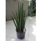  Sansevieria spikes hidroponija 40 cm 13/12 sansevieria u hidroponiji