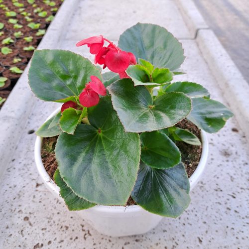  Sadnica Begonia Benariensis u posudi od 2-3 litre