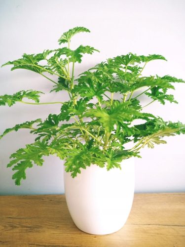  Pelargonium graveolens sadnica u posudi od 0,5-1l