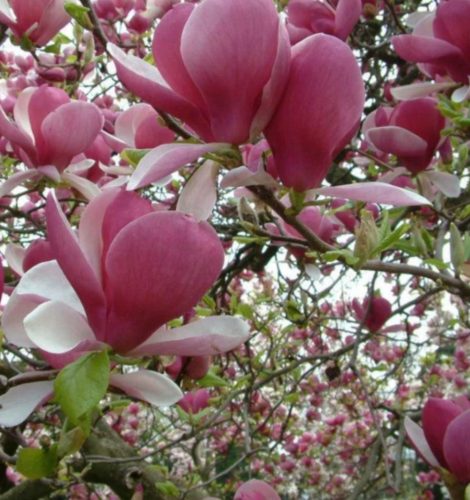  Magnolije i tulipani, sadnice u posudi od 3-5 litara, 70-140 cm