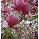  Magnolije i tulipani, sadnice u posudi od 3-5 litara, 70-140 cm