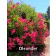  Nerium Oleander XXL PINK u saksiji