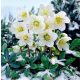  HELLEBORE ADVENT STAR - DEKORACIJA ZIMSKOG VRTA