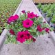  Petunia Hybrida Purple sadnica u posudi od 2-3 litre