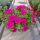  Sadnica Petunia Hybrida Hot Pink u posudi od 2-3 litre