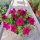  Sadnica maline Petunia Hybrida u posudi od 2-3 litre