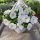  Petunia Hybrida Pearl White sadnica u posudi od 2-3 litre