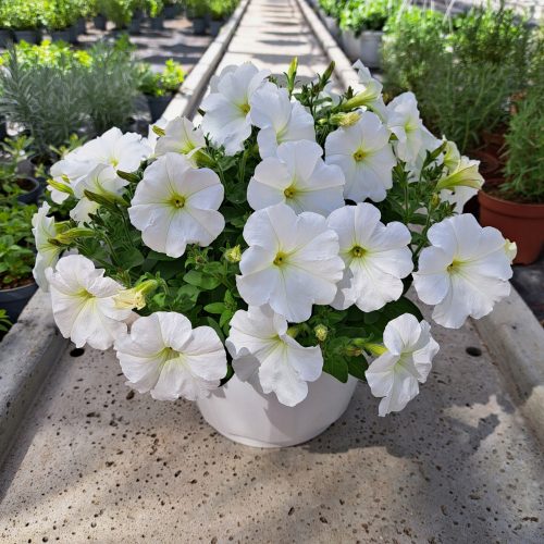  Petunia Hybrida Pearl White sadnica u posudi od 2-3 litre