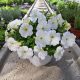  Petunia Hybrida Pearl White sadnica u posudi od 2-3 litre