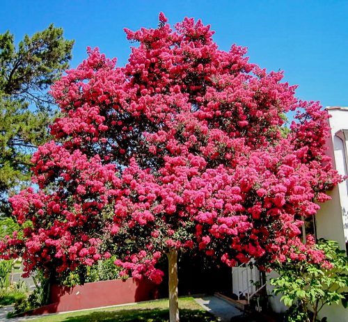  Lagerstroemia Indica Pink Grm Lagerstromia s najduljim cvjetanjem SADNJA